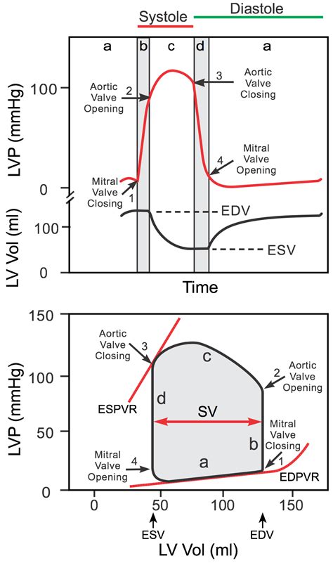 pv loops heart.